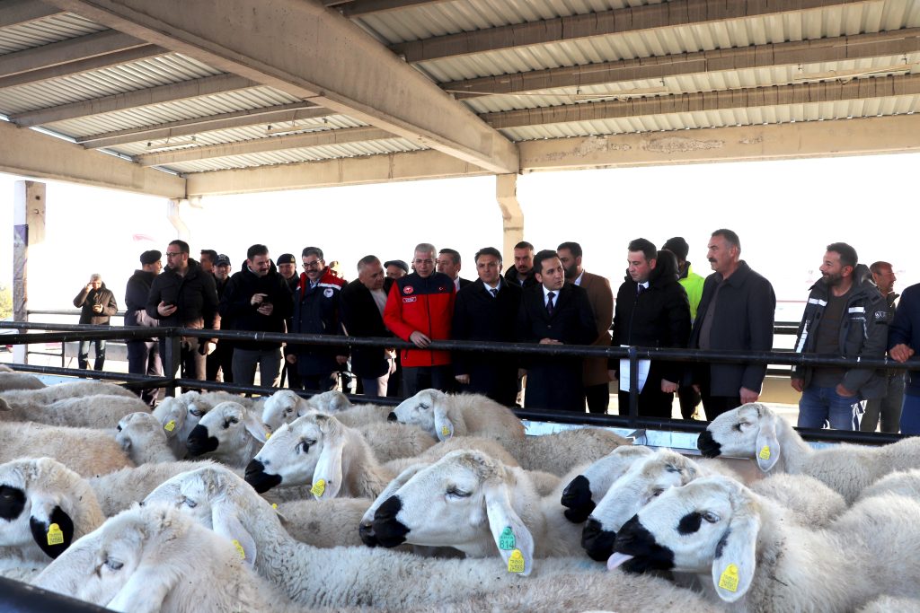 Sivas Yıldızeli'nde Tarıma Büyük Destek: %70 Hibeli Koyun ve Koç Dağıtımı AW588214 02 | Gündem Sivas™ Haber