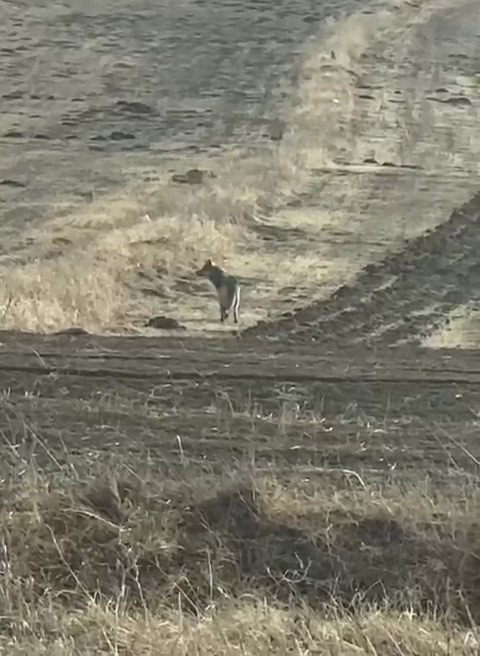 Kurtlar Neden Şehirlere İniyor? Doğanın Acil Uyarısı AW588718 02 | Gündem Sivas™ Haber