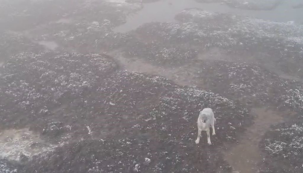 Kurtlar Neden Şehirlere İniyor? Doğanın Acil Uyarısı AW588718 03 | Gündem Sivas™ Haber