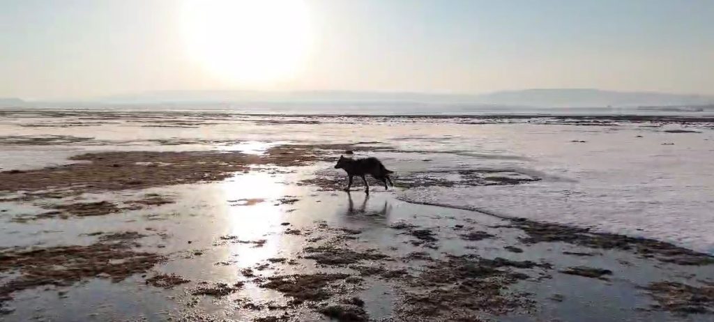 Kurtlar Neden Şehirlere İniyor? Doğanın Acil Uyarısı AW588718 04 | Gündem Sivas™ Haber