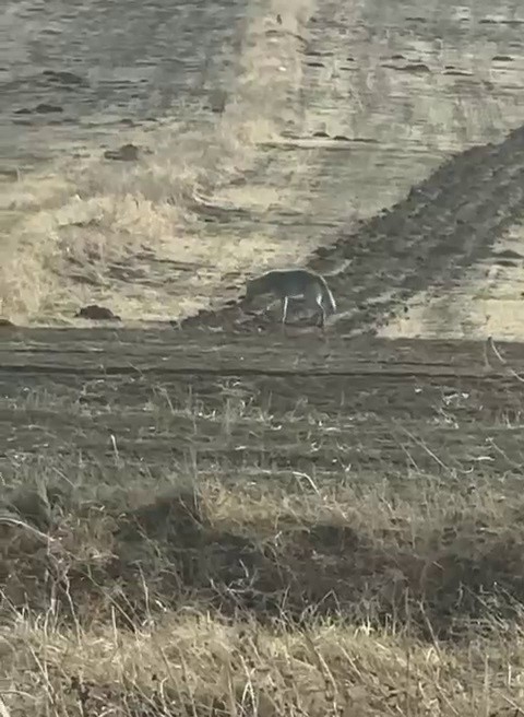 Kurtlar Neden Şehirlere İniyor? Doğanın Acil Uyarısı AW588718 05 | Gündem Sivas™ Haber