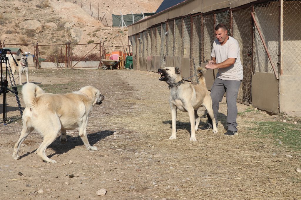 Kurtlar Neden Şehirlere İniyor? Doğanın Acil Uyarısı AW588718 06 1 | Gündem Sivas™ Haber