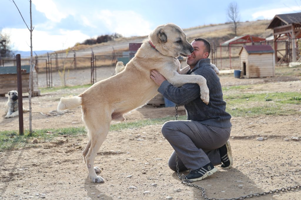 Anadolu Aslanı Kangallar Kışa Hazır: Küresel Isınmanın Etkisiyle Tüy Değişimi Gecikti Anadolu Aslanı Kangallar Kışa Hazır: Küresel Isınmanın Etkisiyle Tüy Değişimi Gecikti