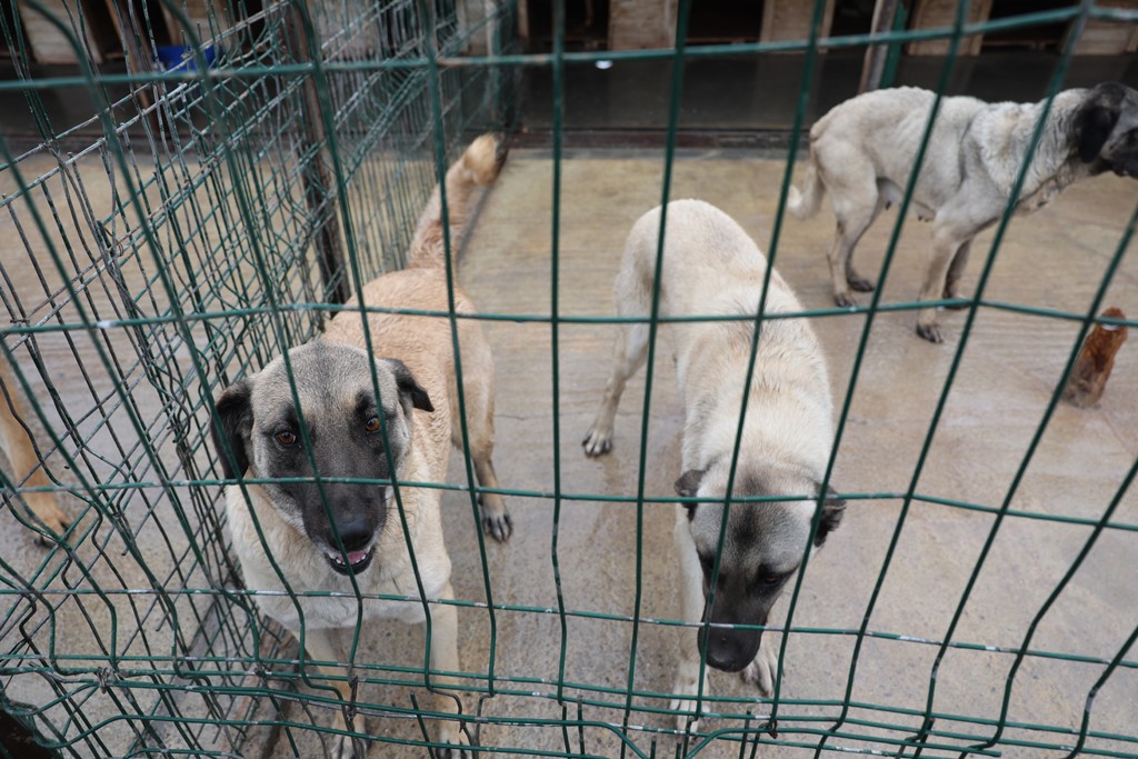 Sivas Hayvan Barınağı Dönüşüyor: Daha Doğal, Daha Güvenli! AW591352 05 | Gündem Sivas™ Haber