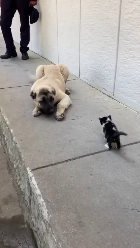 Kedi ve Köpek Kavgaları Azalıyor mu? Uzmanlar Cevapladı AW595105 02 | Gündem Sivas™ Haber