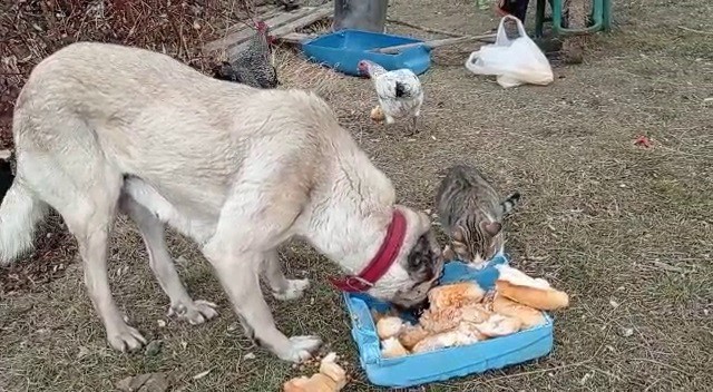 Kedi ve Köpek Kavgaları Azalıyor mu? Uzmanlar Cevapladı Kedi ve Köpek Kavgaları Azalıyor mu? Uzmanlar Cevapladı
