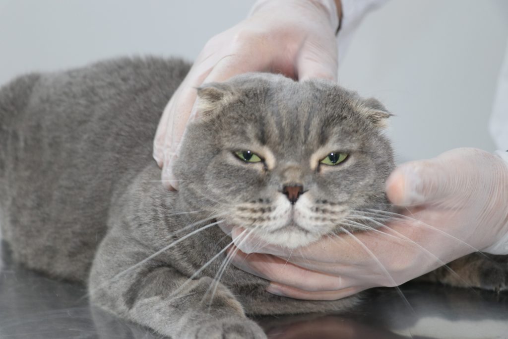 Kedi ve Köpek Kavgaları Azalıyor mu? Uzmanlar Cevapladı AW595105 04 | Gündem Sivas™ Haber