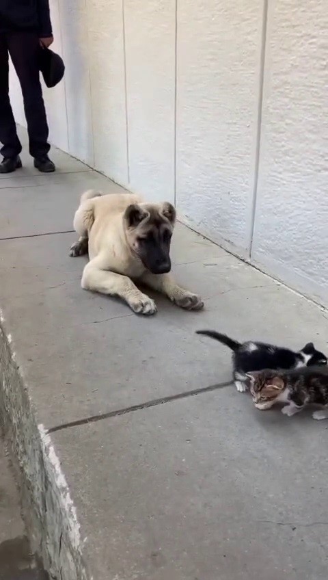 Kedi ve Köpek Kavgaları Azalıyor mu? Uzmanlar Cevapladı AW595105 06 | Gündem Sivas™ Haber