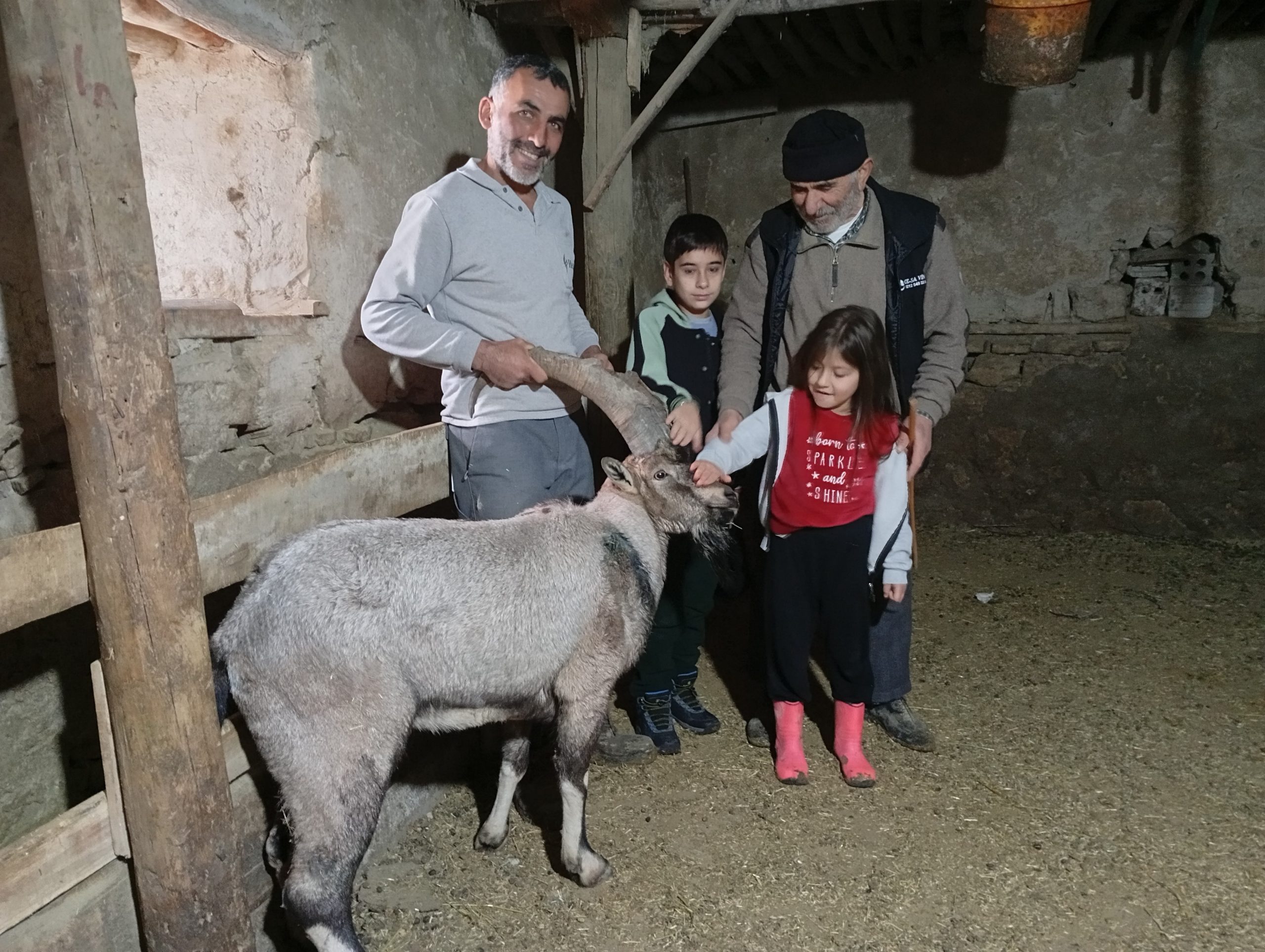Sivas'ta Kahraman Çoban, Yaralı Dağ Keçisine Şefkat Elini Uzattı