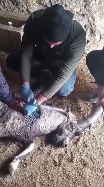 Sivas'ta Yaralı Dağ Keçisi "Garip" Doğaya Döndü AW601199 01 | Gündem Sivas™ Haber