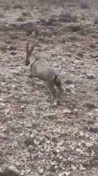 Sivas'ta Yaralı Dağ Keçisi "Garip" Doğaya Döndü AW601199 02 | Gündem Sivas™ Haber