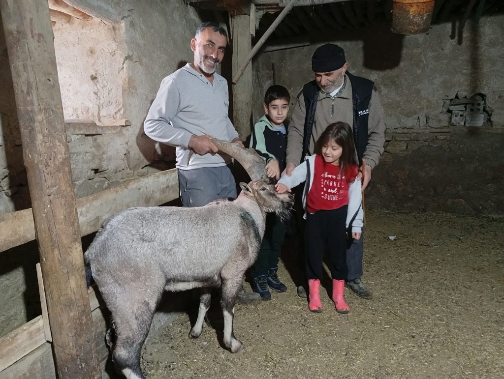 Sivas'ta Yaralı Dağ Keçisi "Garip" Doğaya Döndü AW601199 03 | Gündem Sivas™ Haber