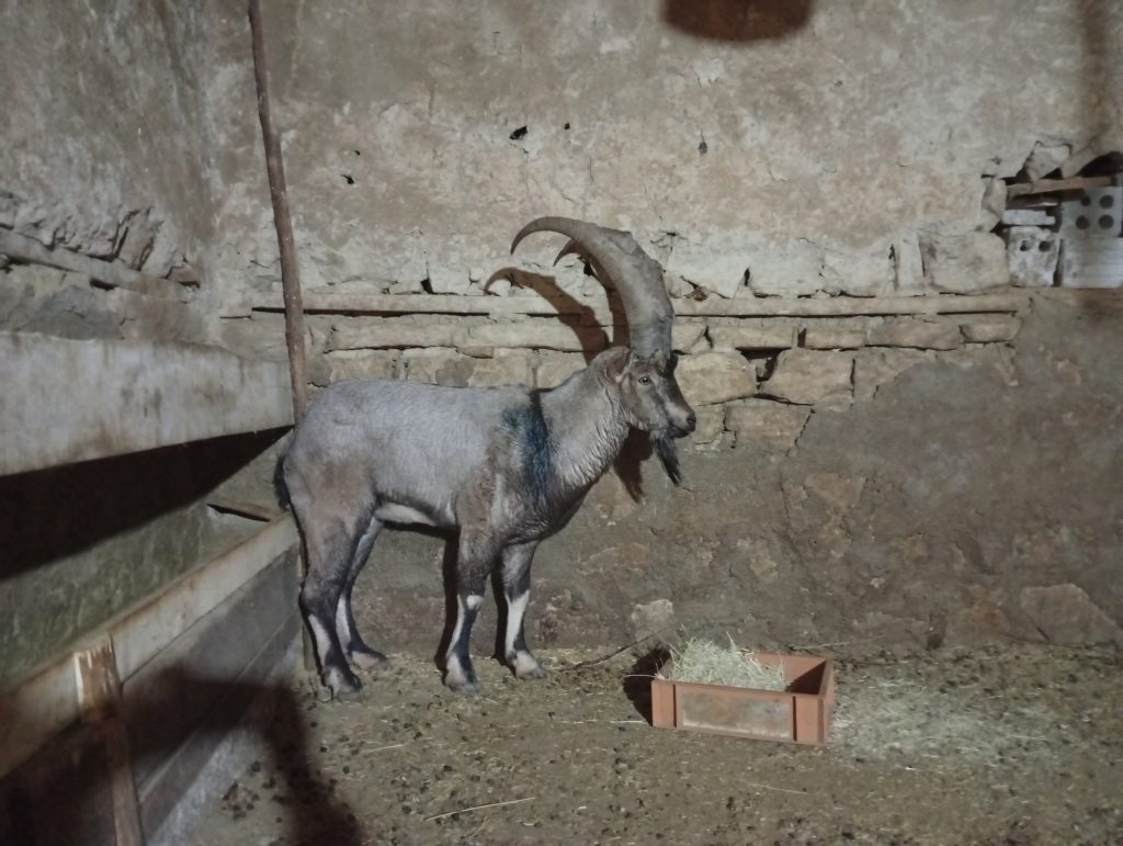 Sivas'ta Yaralı Dağ Keçisi "Garip" Doğaya Döndü Sivas’ta Yaralı Dağ Keçisi “Garip” Doğaya Döndü