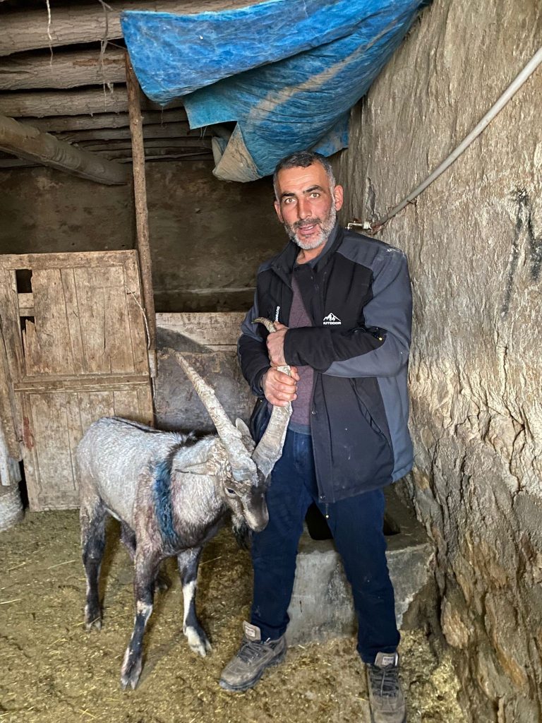 Sivas'ta Yaralı Dağ Keçisi "Garip" Doğaya Döndü AW601199 05 | Gündem Sivas™ Haber