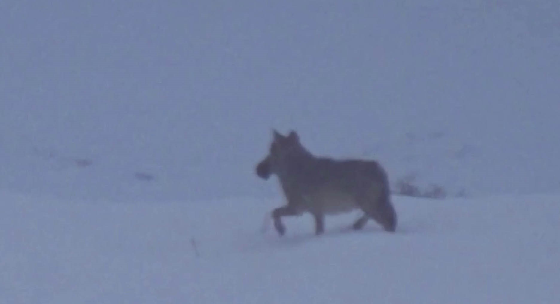 Zara-İmranlı Yolunda Korku Dolu Anlar: Kurt Ördeği Böyle Avladı