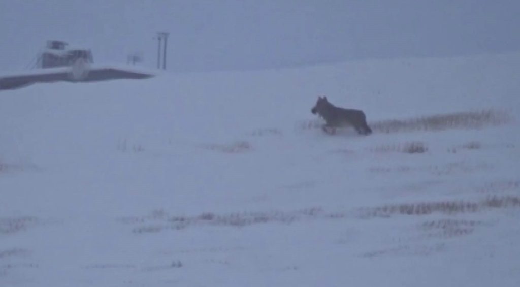 Zara-İmranlı Yolunda Korku Dolu Anlar: Kurt Ördeği Böyle Avladı AW603849 04 | Gündem Sivas™ Haber