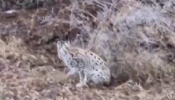 Sivas’ta Heyecanlandıran Karşılaşma: Nesli Tükenmekte Olan Vaşak Görüntülendi! AW605942 02 | Gündem Sivas™ Haber