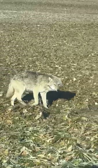 Kurt İstilasına Karşı "Kangal" Kalkanı: Uzmanlar Uyarıyor! AW606781 01 | Gündem Sivas™ Haber