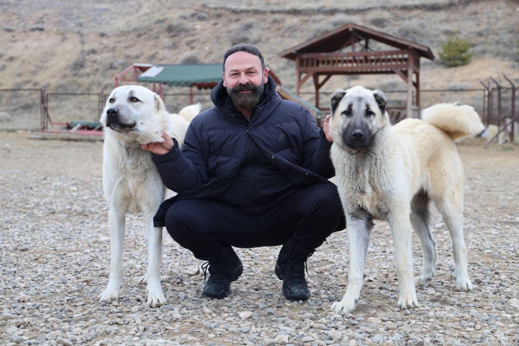 Kurt İstilasına Karşı "Kangal" Kalkanı: Uzmanlar Uyarıyor! Kurt İstilasına Karşı “Kangal” Kalkanı: Uzmanlar Uyarıyor!