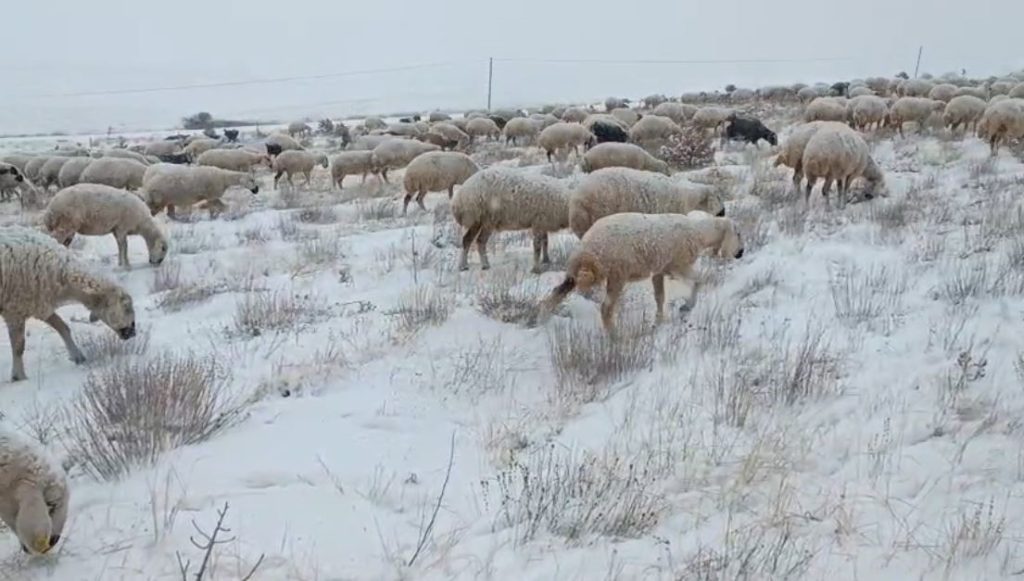 Sivas’ta Karla Mücadele Eden Sürüler ve Türküsüyle Isıtan Çoban: Yaylada Kışın En Sert Hali AW611197 01 | Gündem Sivas™ Haber