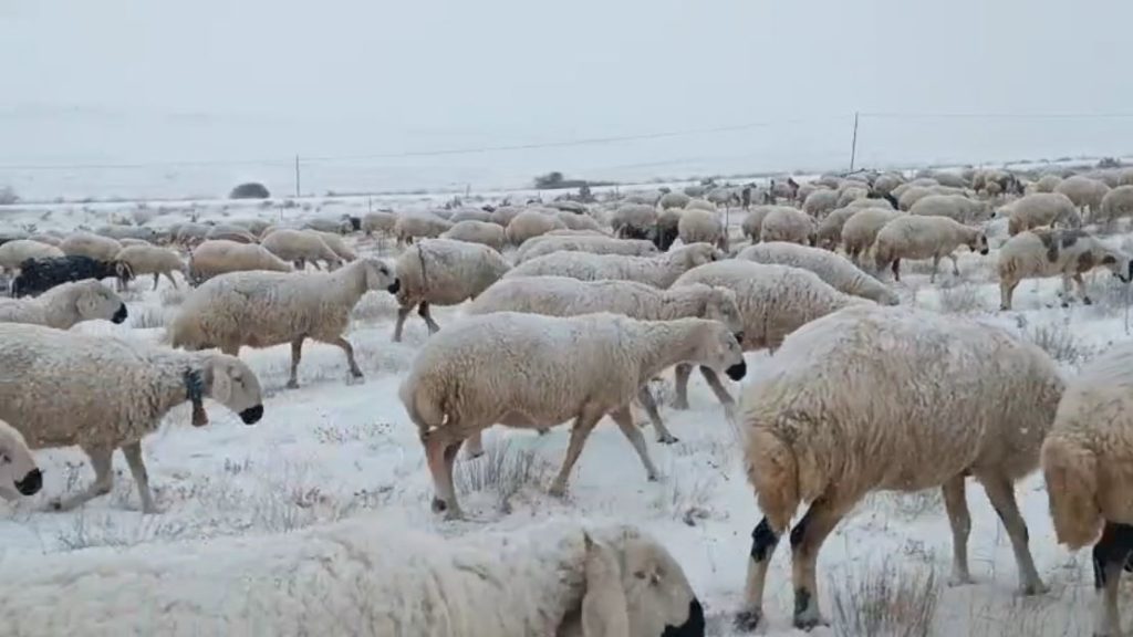 Sivas’ta Karla Mücadele Eden Sürüler ve Türküsüyle Isıtan Çoban: Yaylada Kışın En Sert Hali AW611197 04 | Gündem Sivas™ Haber