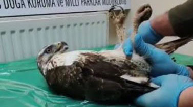 Sivas’ta Yaralı Halde Bulunan Şahin Tedavi Edildi: Doğaya Güvenle Geri Bırakıldı Sivas’ta Yaralı Halde Bulunan Şahin Tedavi Edildi: Doğaya Güvenle Geri Bırakıldı