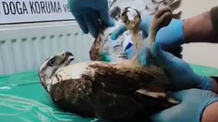 Sivas’ta Yaralı Halde Bulunan Şahin Tedavi Edildi: Doğaya Güvenle Geri Bırakıldı AW612226 02 edited | Gündem Sivas™ Haber