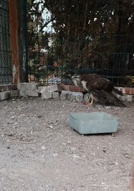 Sivas’ta Yaralı Halde Bulunan Şahin Tedavi Edildi: Doğaya Güvenle Geri Bırakıldı AW612226 03 | Gündem Sivas™ Haber