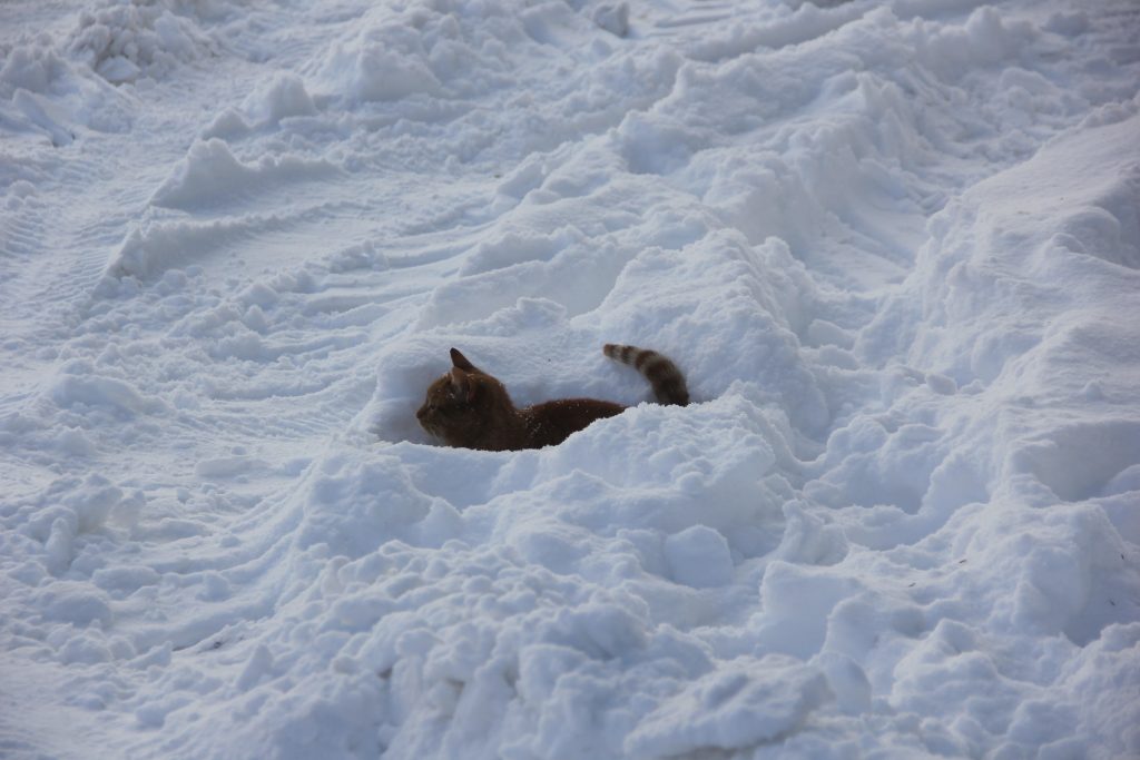 Sivas’ta Dondurucu Soğuk Rekoru: Kızılırmak Buz Tuttu, “Eski Kışlar Geri Geldi” Sözleri Yeniden Duyuldu AW612777 01 | Gündem Sivas™ Haber