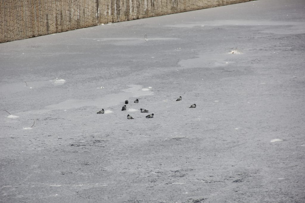 Sivas’ta Dondurucu Soğuk Rekoru: Kızılırmak Buz Tuttu, “Eski Kışlar Geri Geldi” Sözleri Yeniden Duyuldu AW612777 07 | Gündem Sivas™ Haber