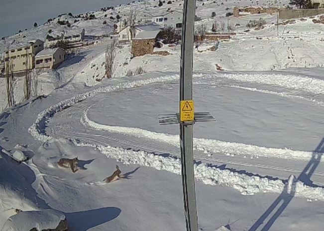 Sivas’ta Kar Altında Nefes Kesen Doğa Anı: Vaşak Köyde Tavşanı Saniye Saniye Avladı Sivas’ta Kar Altında Nefes Kesen Doğa Anı: Vaşak Köyde Tavşanı Saniye Saniye Avladı