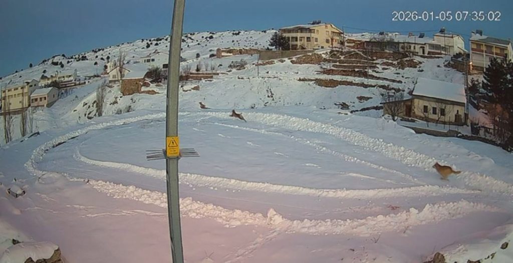 Sivas’ta Doğanın Nefes Kesen Anları: Avcı Vaşak Bu Kez Kurtların Hedefi Oldu AW614431 02 | Gündem Sivas™ Haber