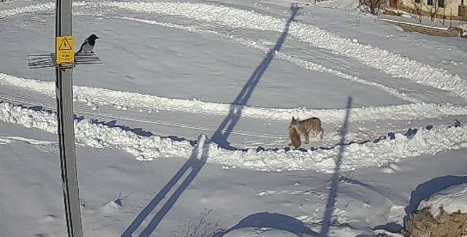 Sivas’ta Doğanın Nefes Kesen Anları: Avcı Vaşak Bu Kez Kurtların Hedefi Oldu Sivas’ta Doğanın Nefes Kesen Anları: Avcı Vaşak Bu Kez Kurtların Hedefi Oldu