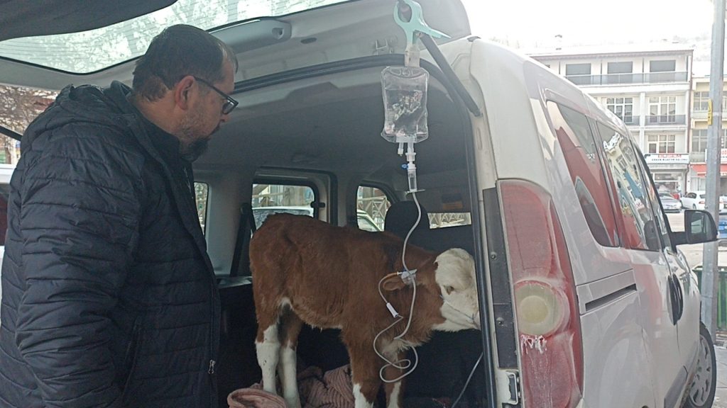 Sivas’ta Don Tehlikesi Ahırda Can Pazarı Yarattı: 6 Günlük Buzağıya Otomobilin Bagajında Hayat Kurtaran Müdahale
