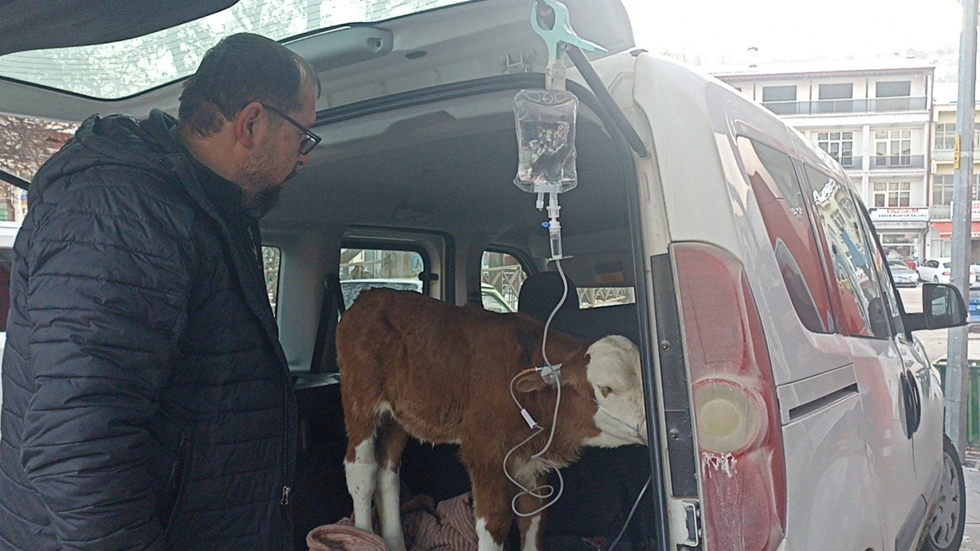 Sivas’ta Don Tehlikesi Ahırda Can Pazarı Yarattı: 6 Günlük Buzağıya Otomobilin Bagajında Hayat Kurtaran Müdahale