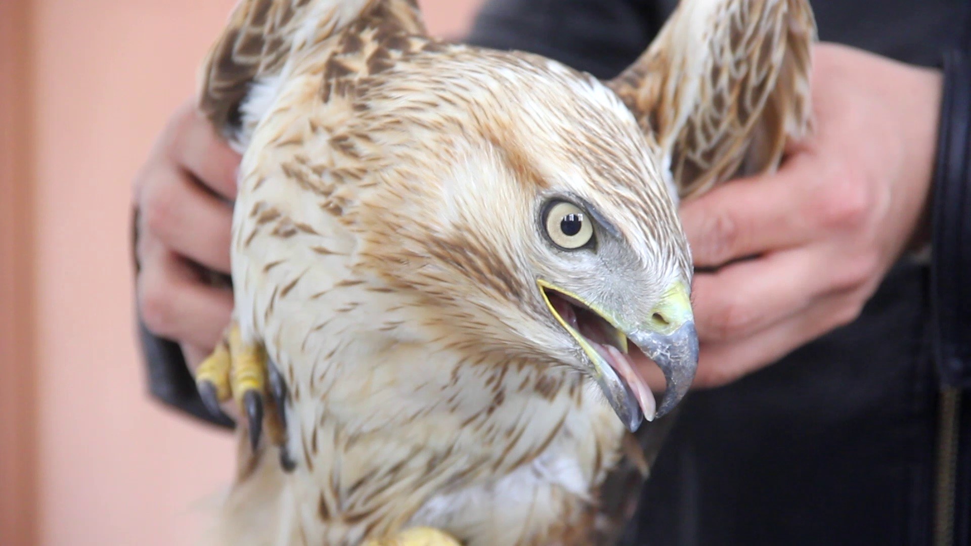 Zara’da Duyarlı Davranış: Bitkin Halde Bulunan Kızıl Şahin Doğa Koruma Ekiplerine Teslim Edildi