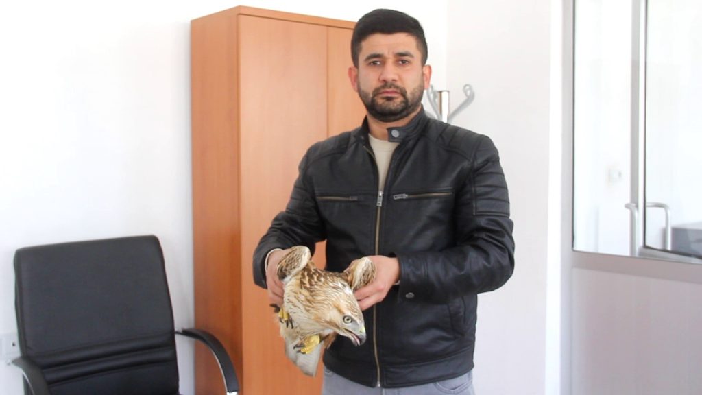 Zara’da Duyarlı Davranış: Bitkin Halde Bulunan Kızıl Şahin Doğa Koruma Ekiplerine Teslim Edildi AW615025 02 | Gündem Sivas™ Haber