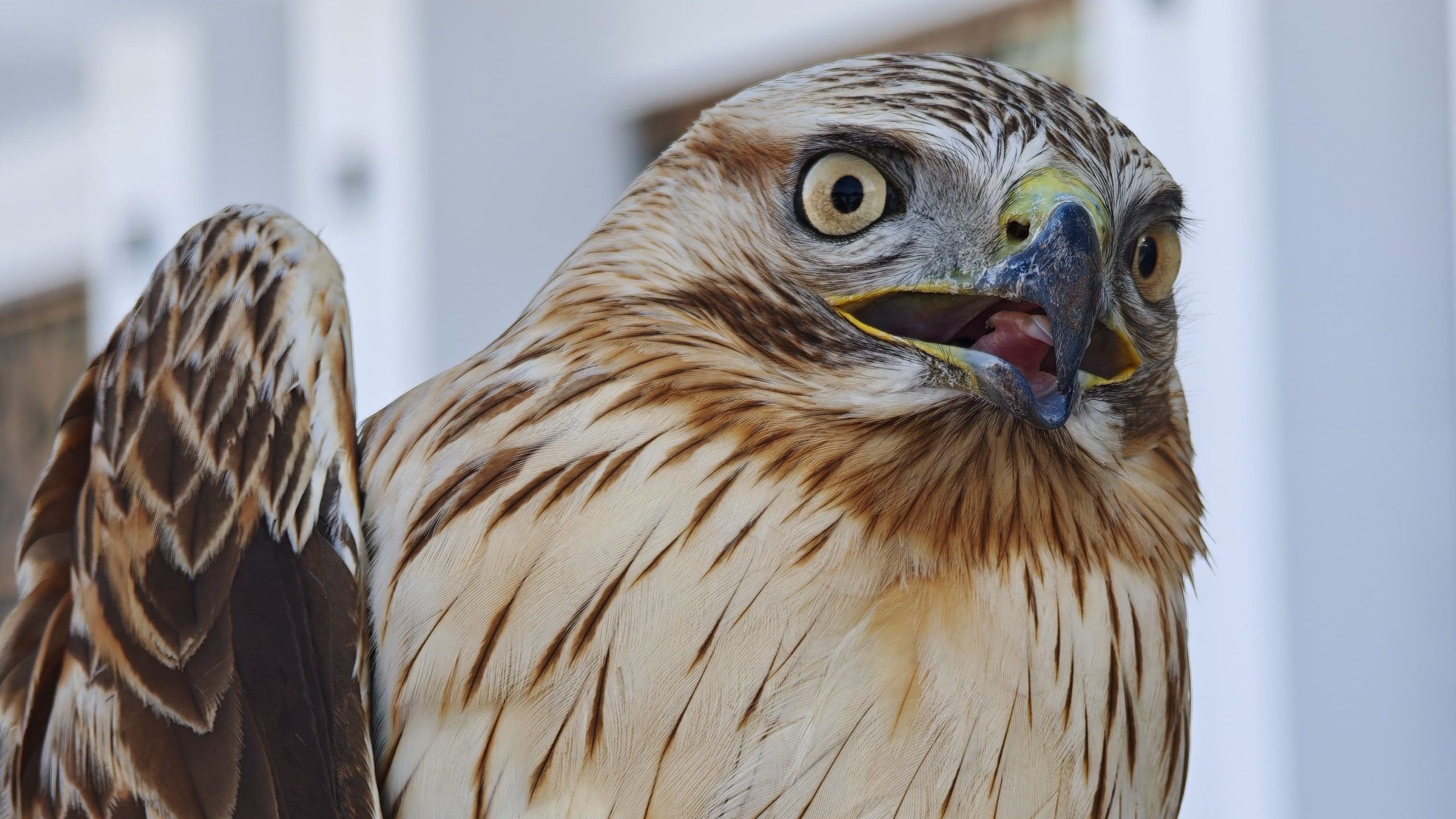 Zara’da Duyarlı Davranış: Bitkin Halde Bulunan Kızıl Şahin Doğa Koruma Ekiplerine Teslim Edildi AW615025 04 edited scaled | Gündem Sivas™ Haber