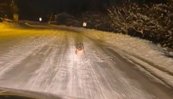 Sivas’ta Aç Kalan Kurtlar Yerleşim Yerlerine İndi: Kara Yolunda Koşan İki Kurt Kamerada Sivas’ta Aç Kalan Kurtlar Yerleşim Yerlerine İndi: Kara Yolunda Koşan İki Kurt Kamerada