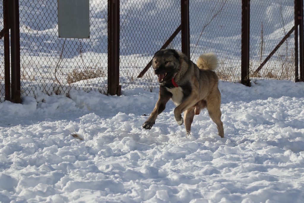 Kar Yağdı, Kangallar Canlandı: Sivas’ın Efsane Irkı Soğuk Havada Adeta Yeniden Doğdu AW615825 03 | Gündem Sivas™ Haber