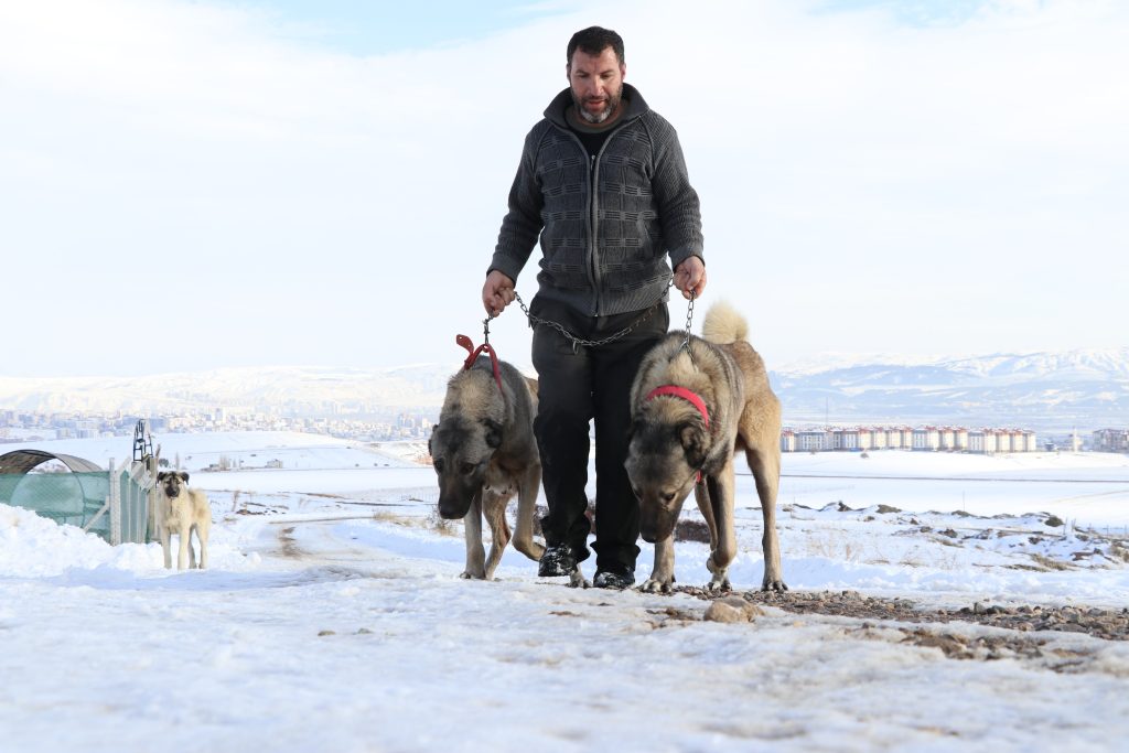 Kar Yağdı, Kangallar Canlandı: Sivas’ın Efsane Irkı Soğuk Havada Adeta Yeniden Doğdu AW615825 04 | Gündem Sivas™ Haber