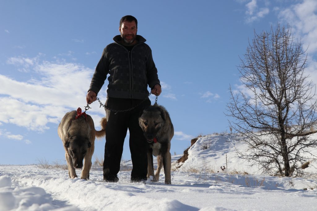 Kar Yağdı, Kangallar Canlandı: Sivas’ın Efsane Irkı Soğuk Havada Adeta Yeniden Doğdu AW615825 05 | Gündem Sivas™ Haber