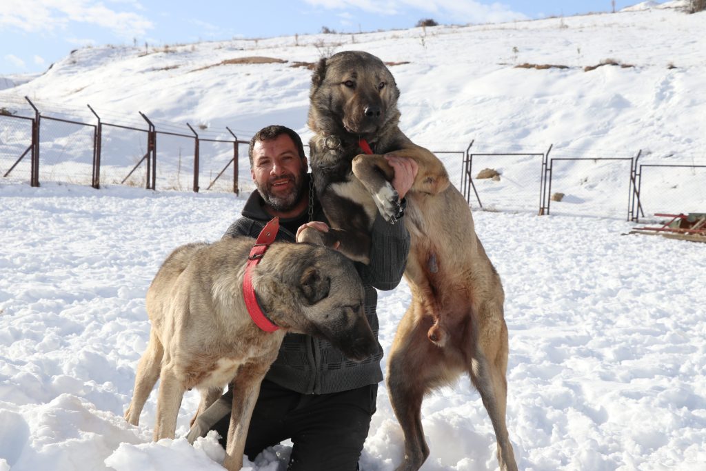 Kar Yağdı, Kangallar Canlandı: Sivas’ın Efsane Irkı Soğuk Havada Adeta Yeniden Doğdu AW615825 06 | Gündem Sivas™ Haber