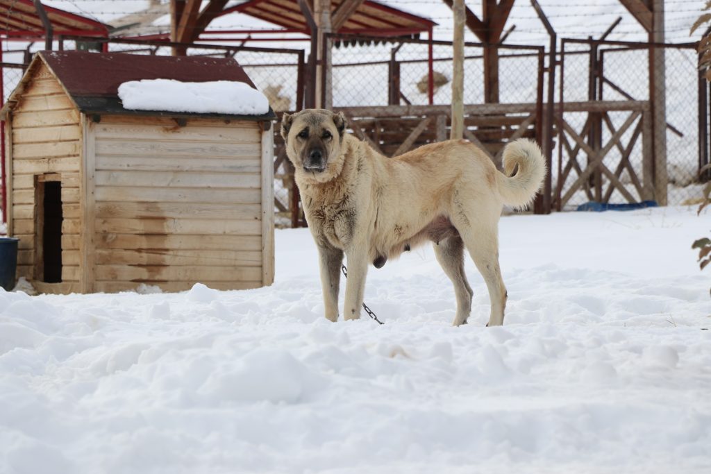 Kar Yağdı, Kangallar Canlandı: Sivas’ın Efsane Irkı Soğuk Havada Adeta Yeniden Doğdu AW615825 07 | Gündem Sivas™ Haber