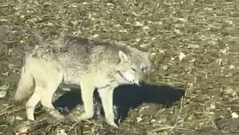 Kurtlar Neden Yerleşim Yerlerine İniyor? Uzman Uyardı: Ekosistemdeki Bozulma Artık Görünür Hale Geldi AW619053 02 | Gündem Sivas™ Haber