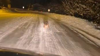 Kurtlar Neden Yerleşim Yerlerine İniyor? Uzman Uyardı: Ekosistemdeki Bozulma Artık Görünür Hale Geldi AW619053 05 | Gündem Sivas™ Haber