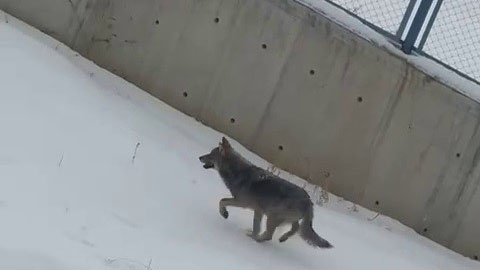 Kurtlar Neden Yerleşim Yerlerine İniyor? Uzman Uyardı: Ekosistemdeki Bozulma Artık Görünür Hale Geldi Kurtlar Neden Yerleşim Yerlerine İniyor? Uzman Uyardı: Ekosistemdeki Bozulma Artık Görünür Hale Geldi