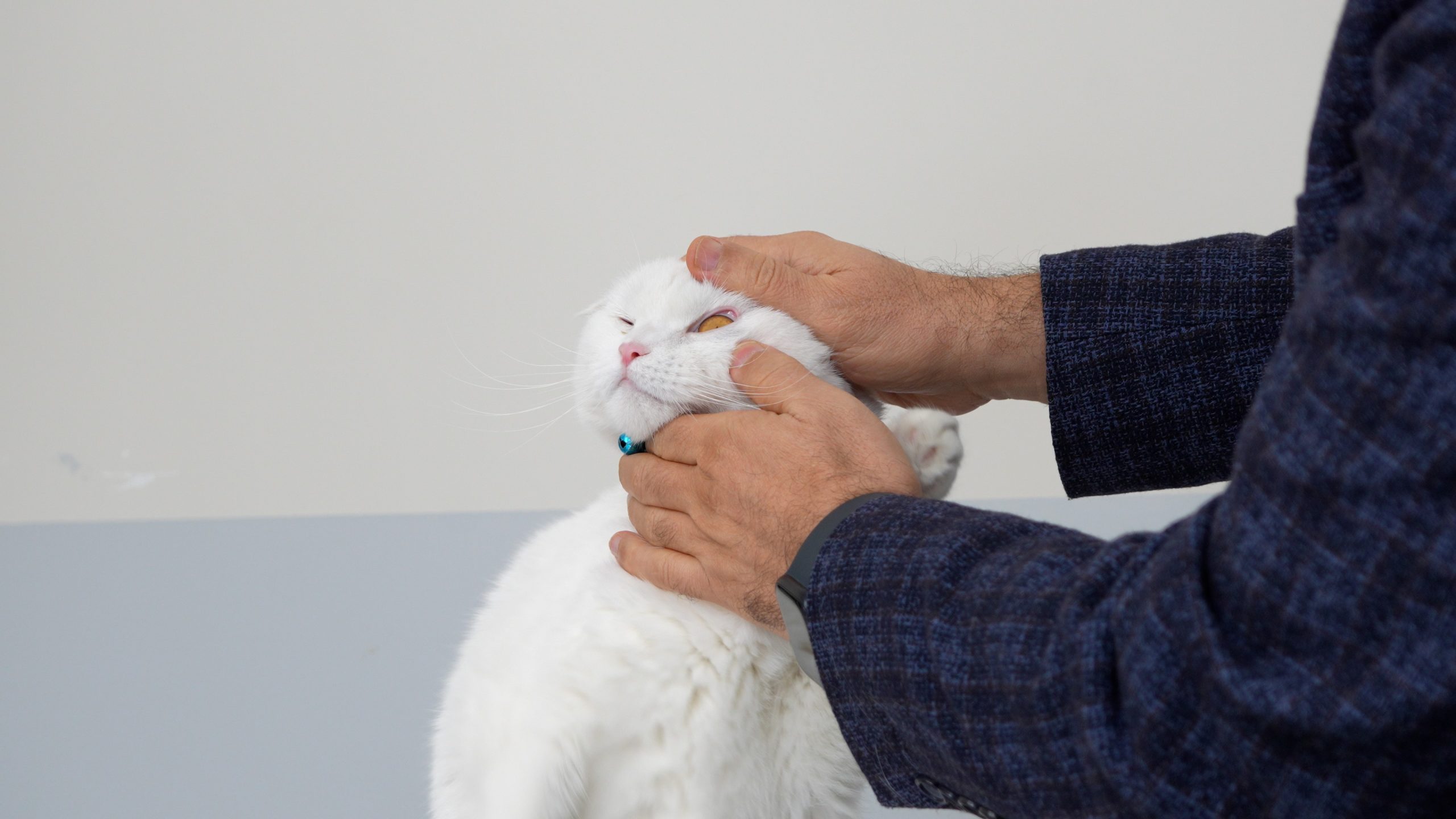 Sivas’ta Hayvan Sağlığında Kritik Adım: SCÜ Veteriner Fakültesi Acil Kliniği 7/24 Hizmetle Bölgenin Yükünü Alıyor