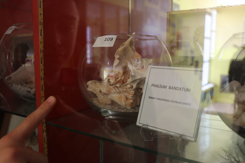 Bir Yumurtayla Başlayan Merak, Bir Okulu Müzeye Dönüştürdü: Sivas’ta Biyolojiye İlham Veren Eğitim Mirası AW621523 06 | Gündem Sivas™ Haber