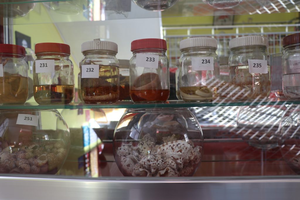 Bir Yumurtayla Başlayan Merak, Bir Okulu Müzeye Dönüştürdü: Sivas’ta Biyolojiye İlham Veren Eğitim Mirası AW621523 08 | Gündem Sivas™ Haber